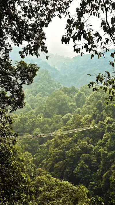 Foret