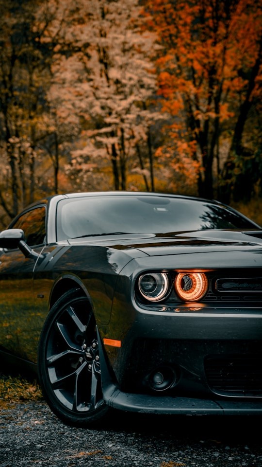 Dodge