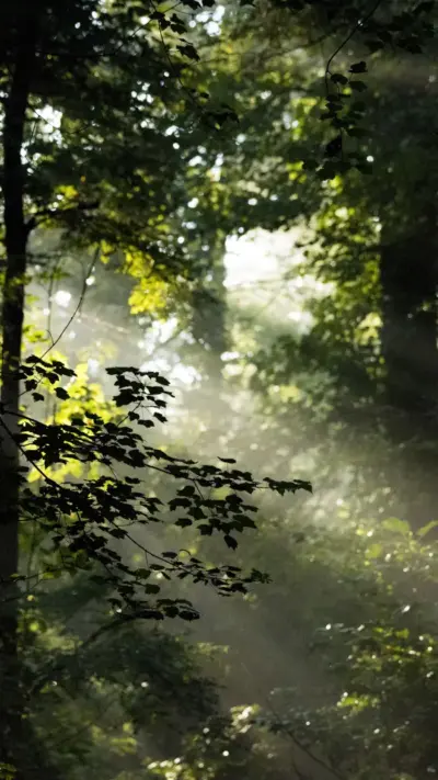 Foret