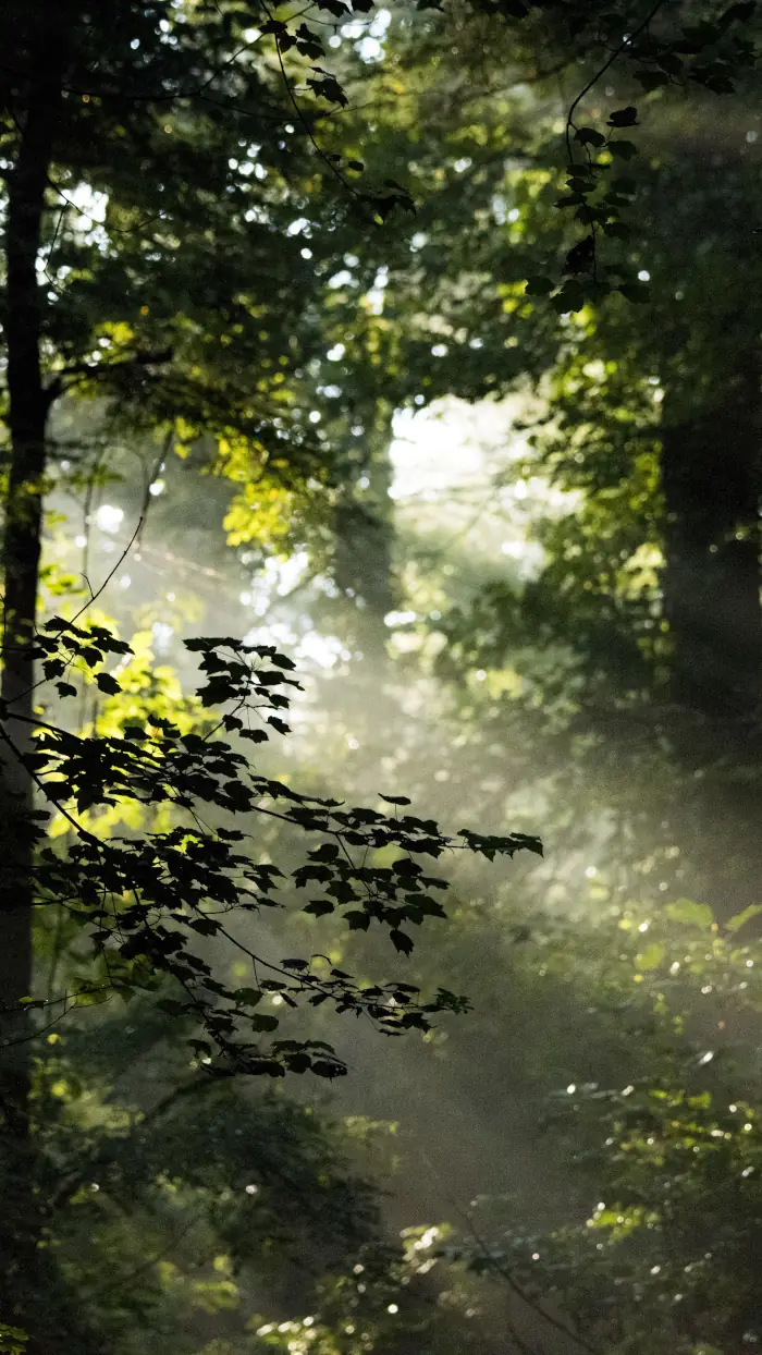 Foret