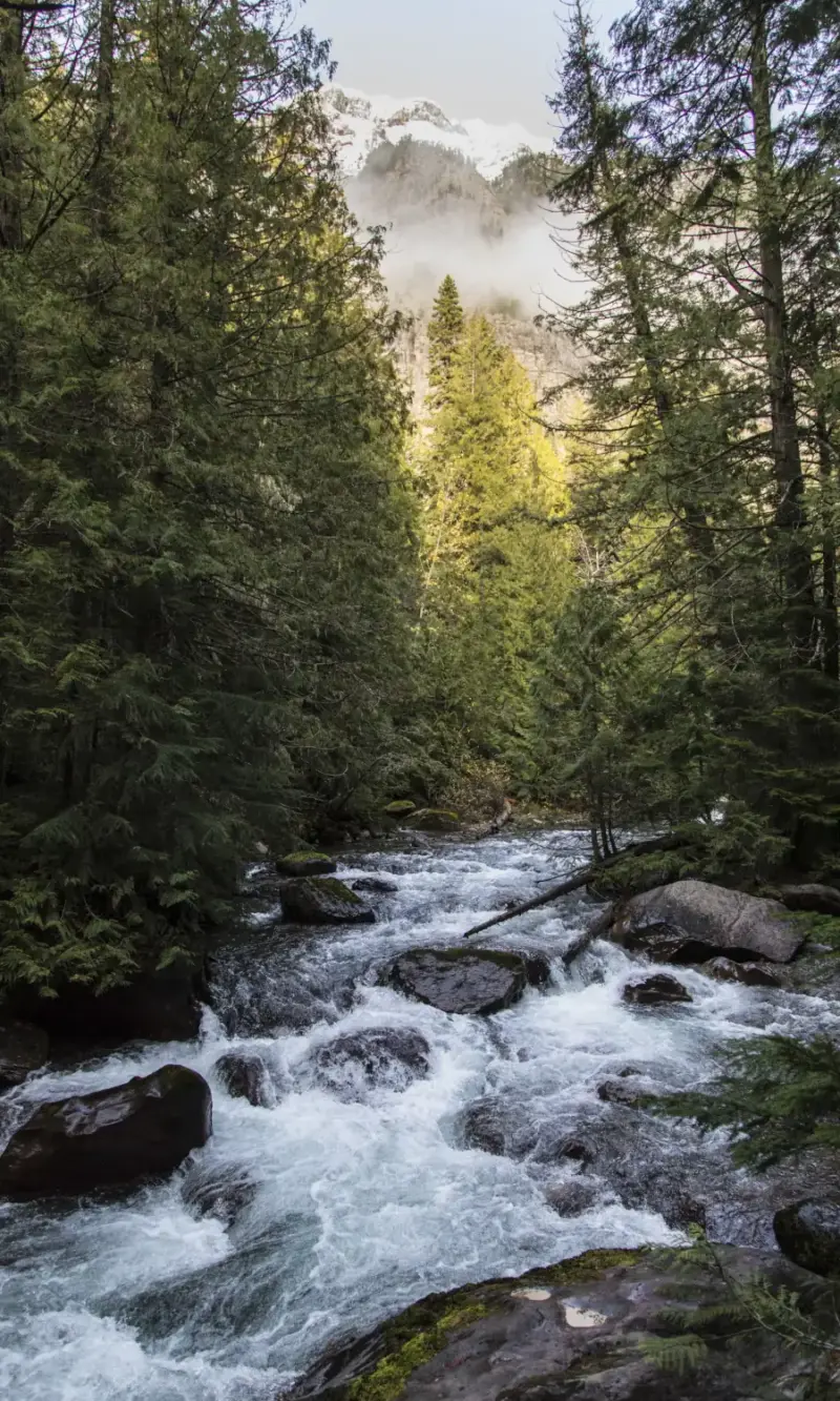 Forest, river
