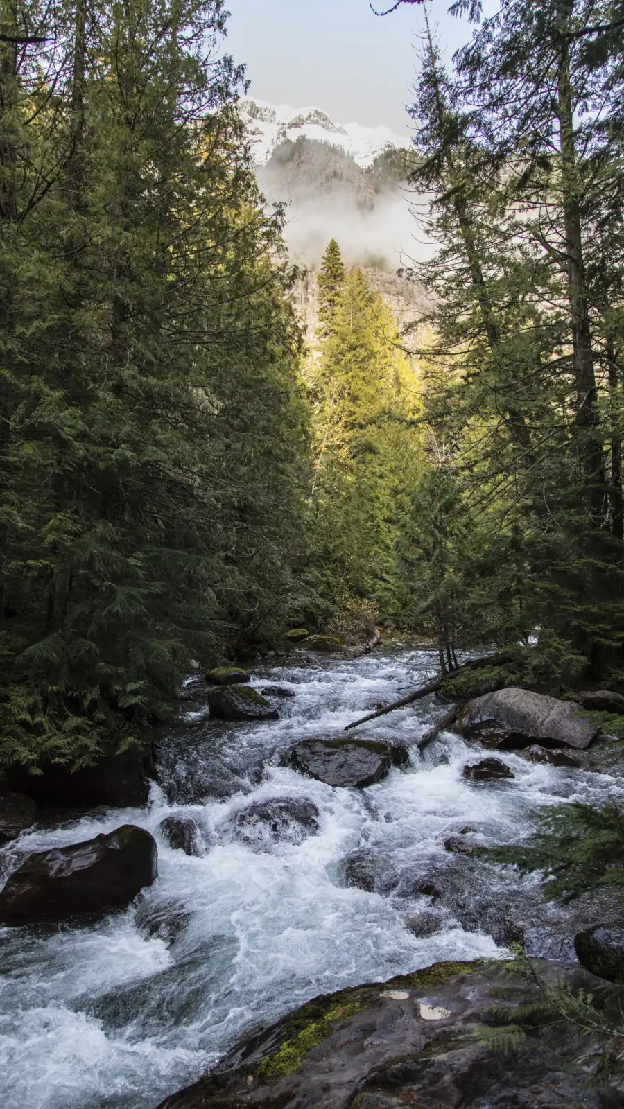 Foret, rivière