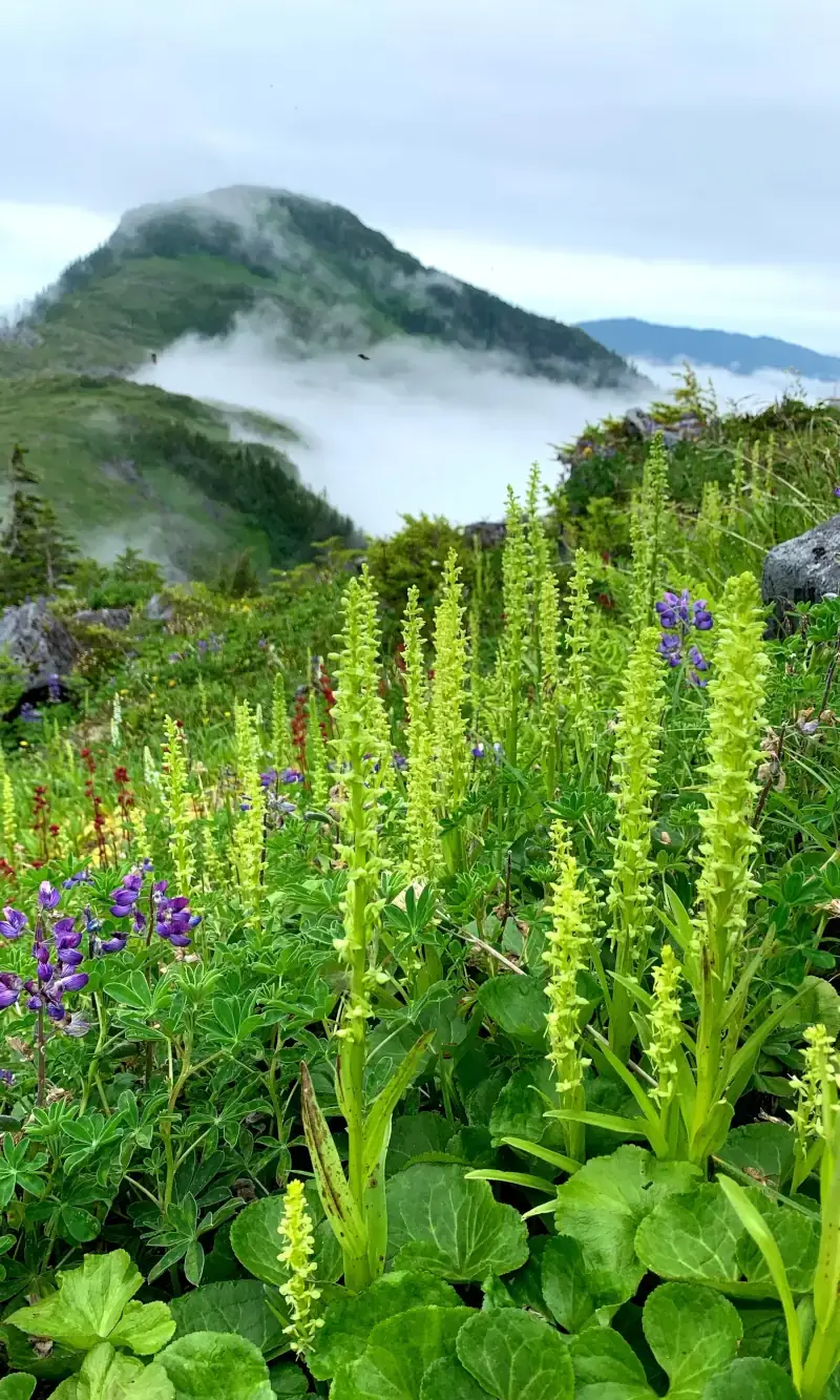 Mountain