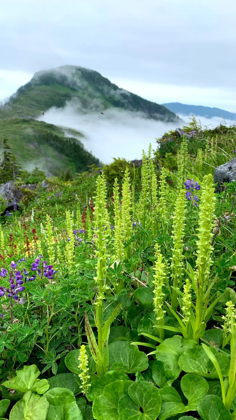Mountain