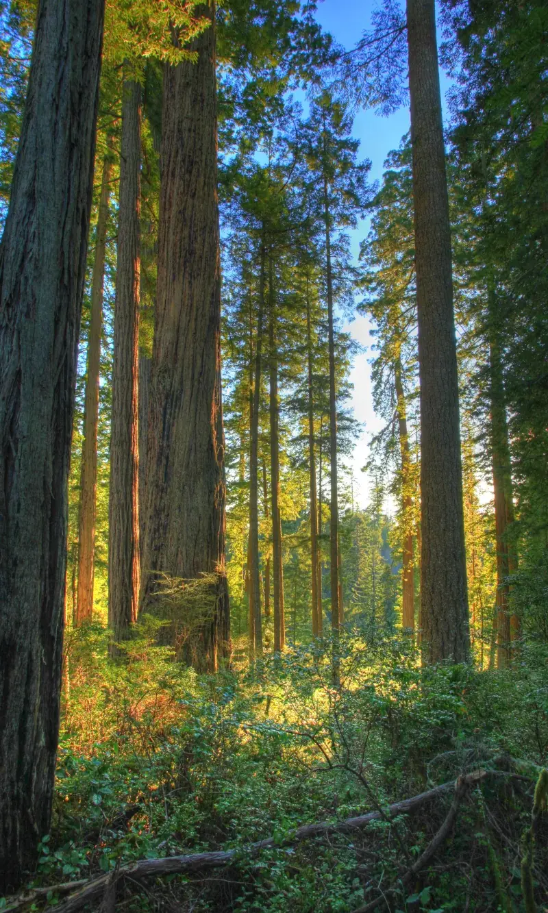 Forest