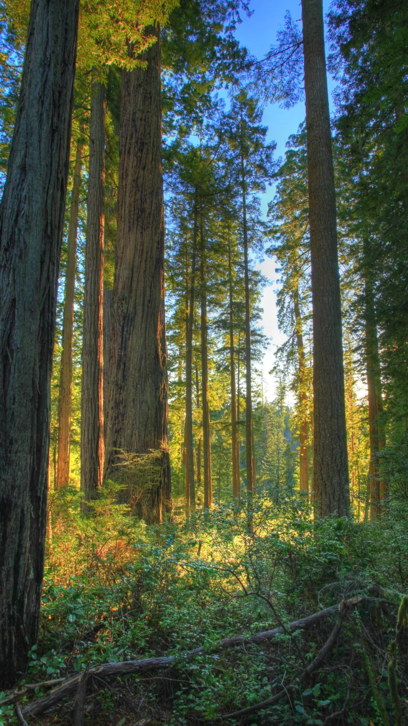 Forest