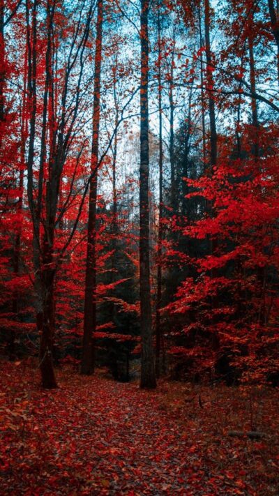 Arbres rouge
