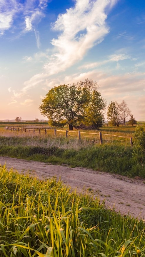 Champ, paysage