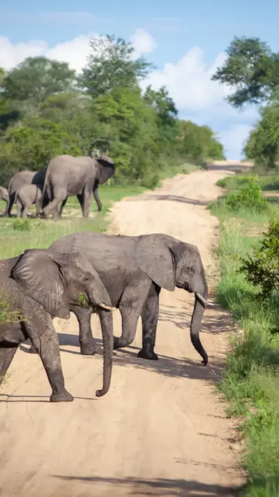 Elephants