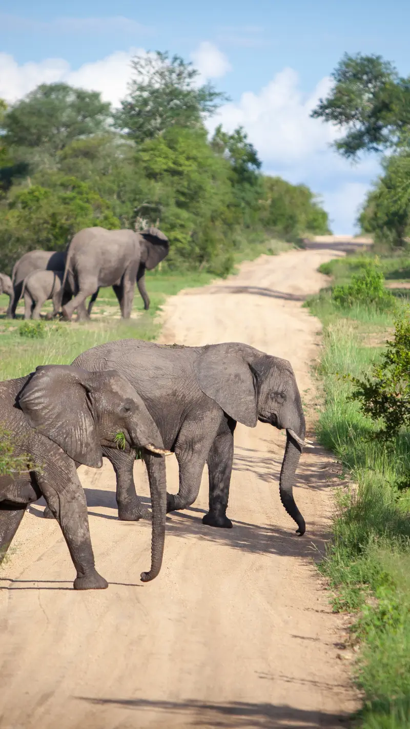 Elephants
