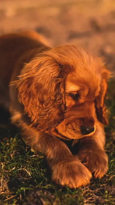 Chien