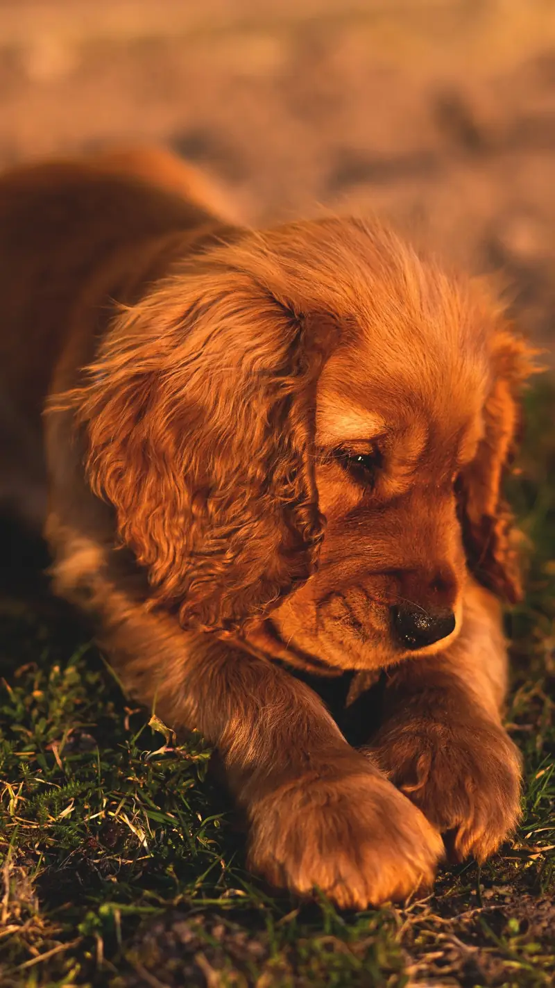 Dog
