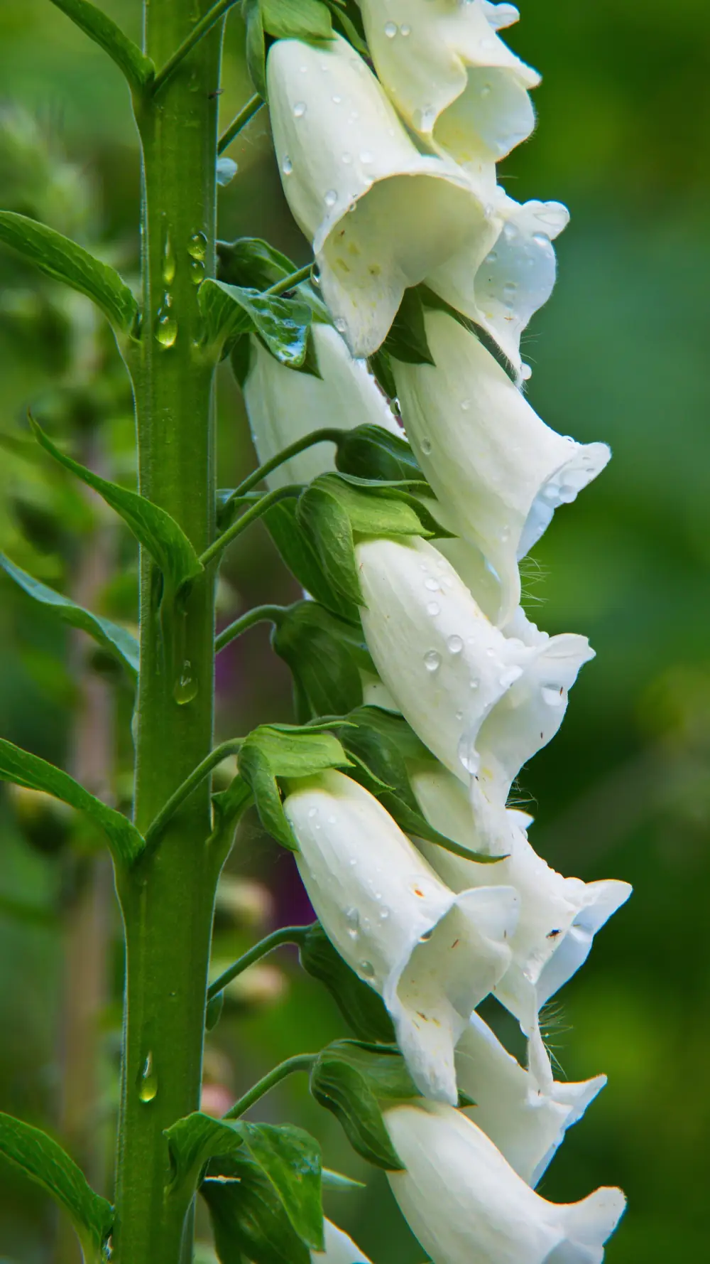 Fleurs