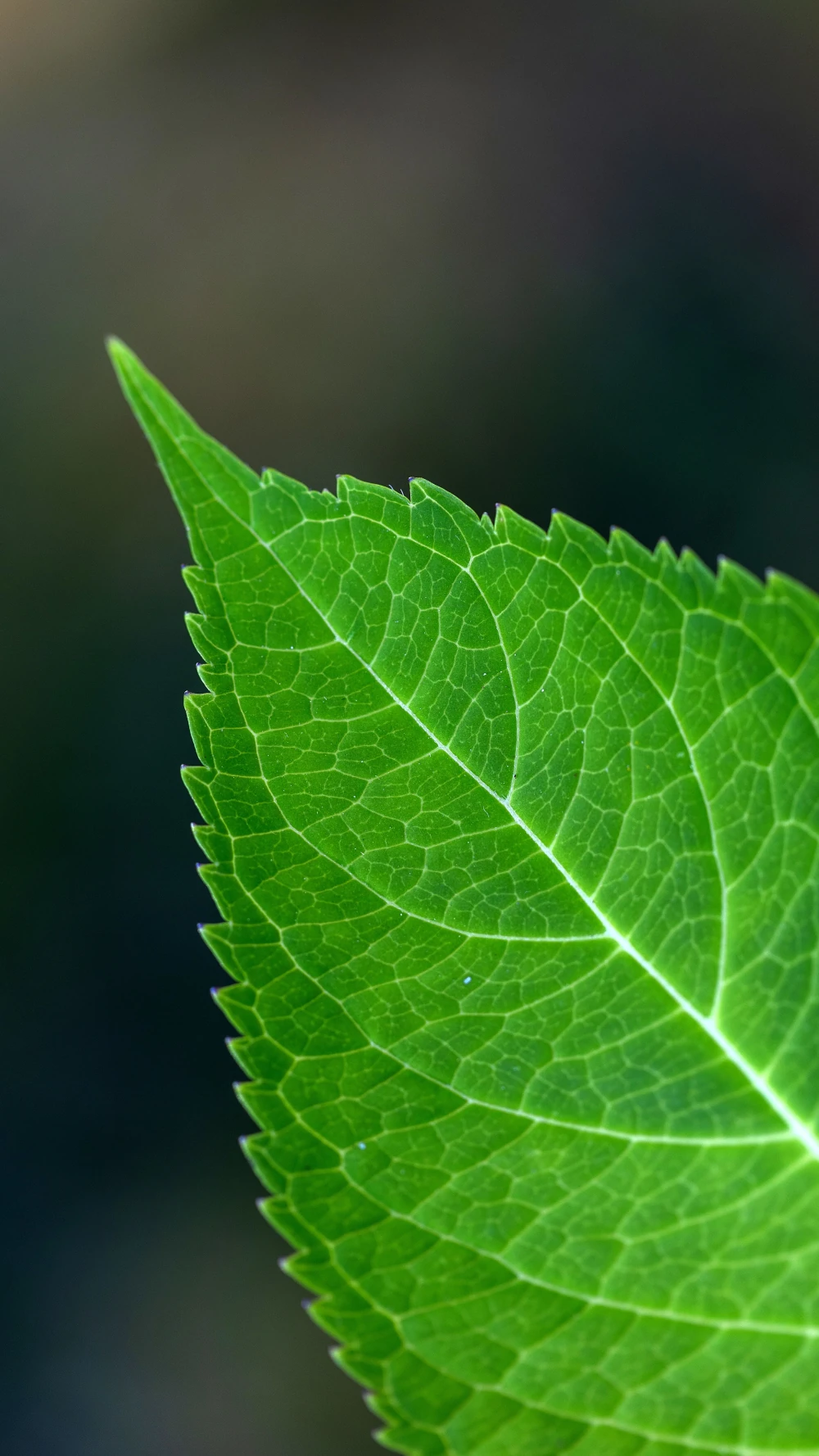 Feuille