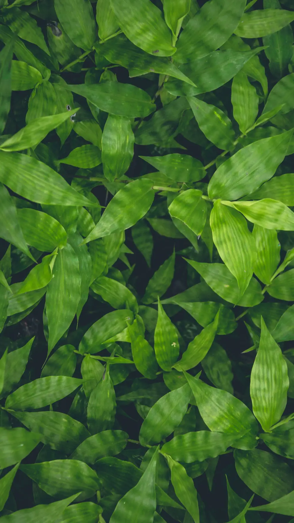 Feuilles