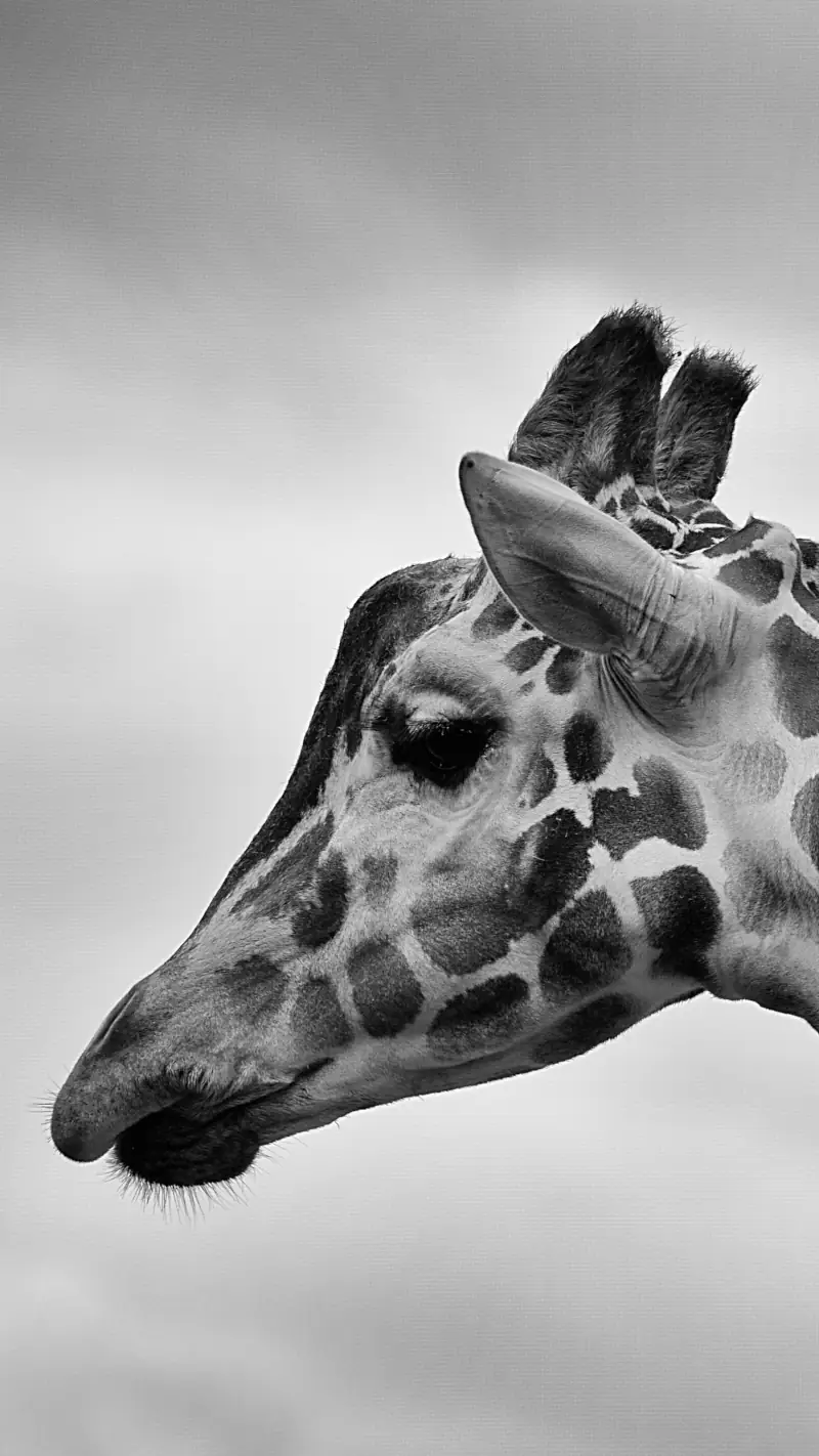 Girafe