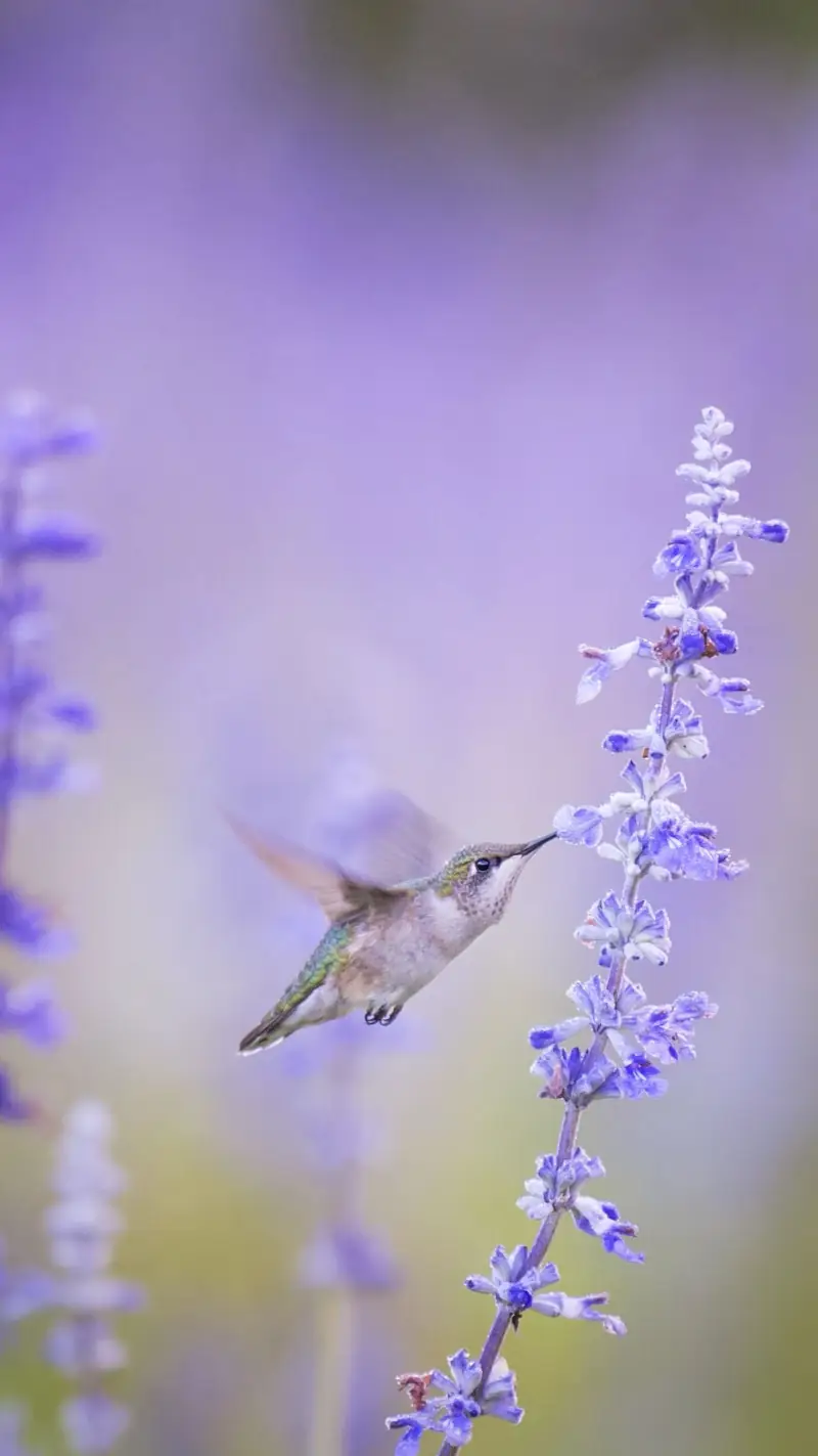 Oiseau