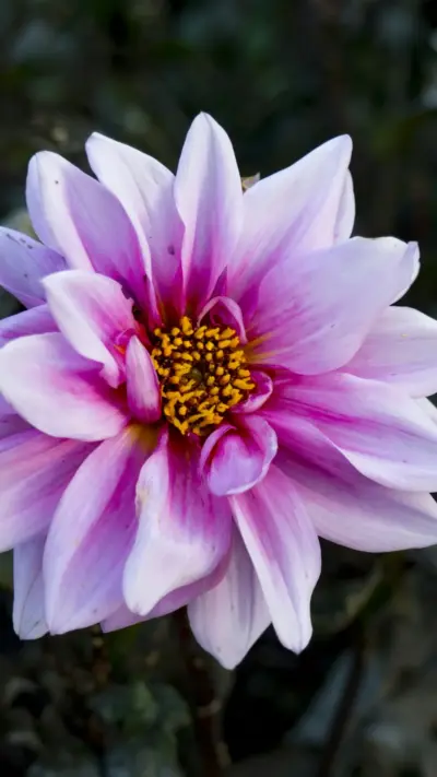 Fleur