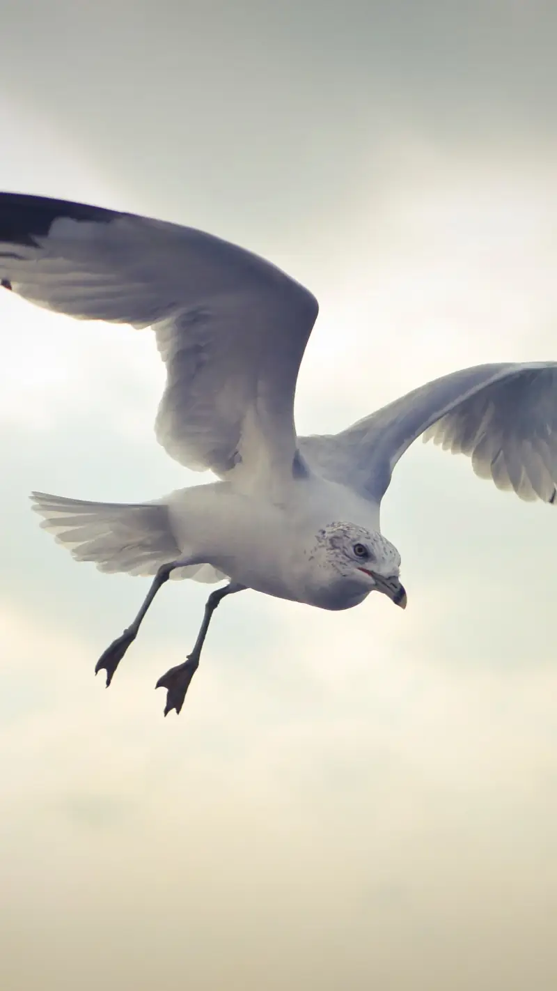 Seagull