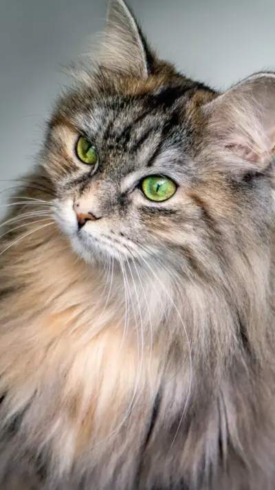 Chat