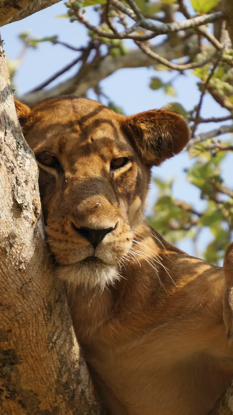 Lionne