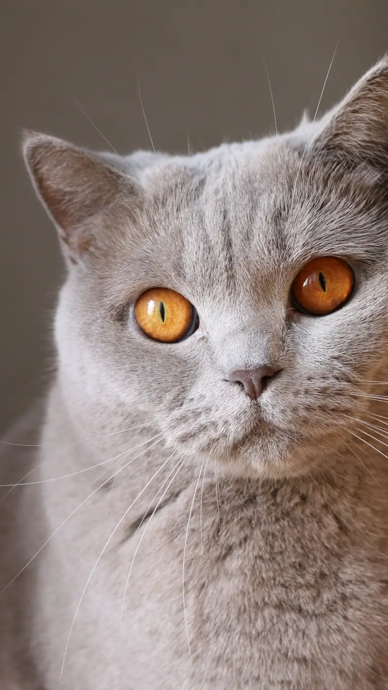 Chat