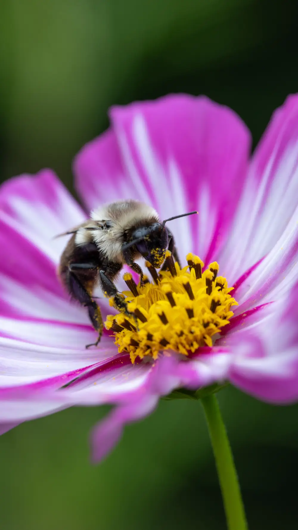 Fleur