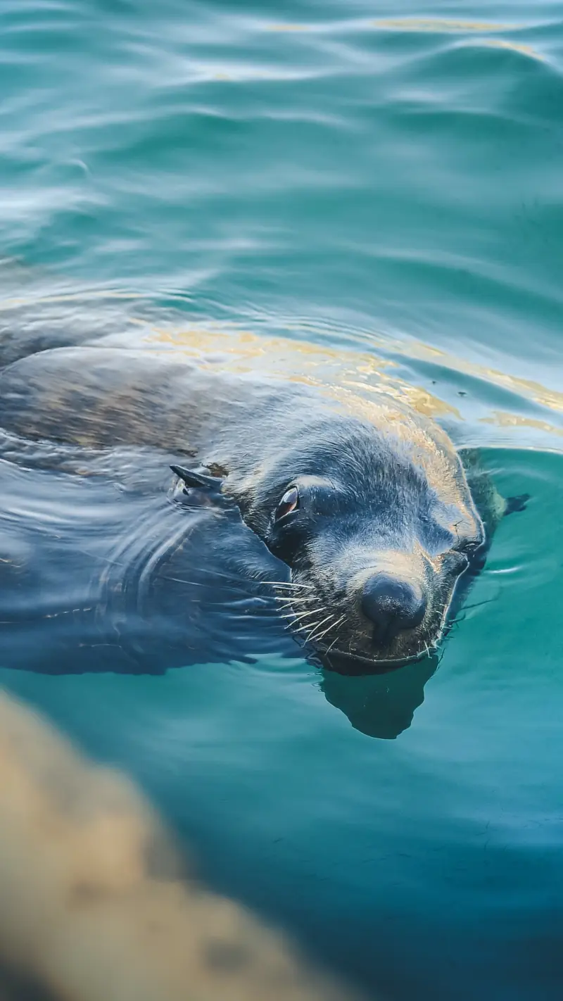 Sea lion
