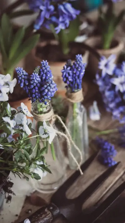 Fleurs