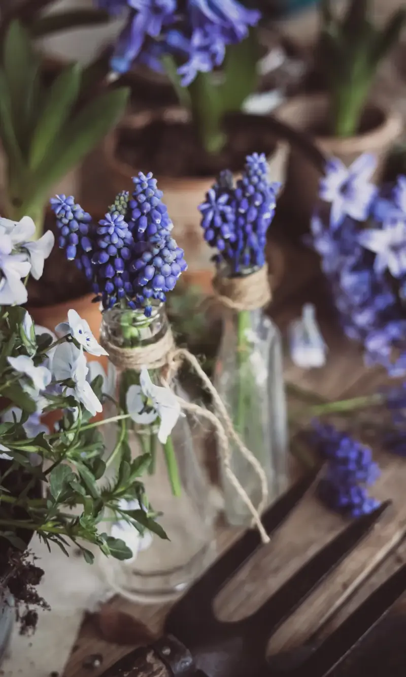 Lavender
