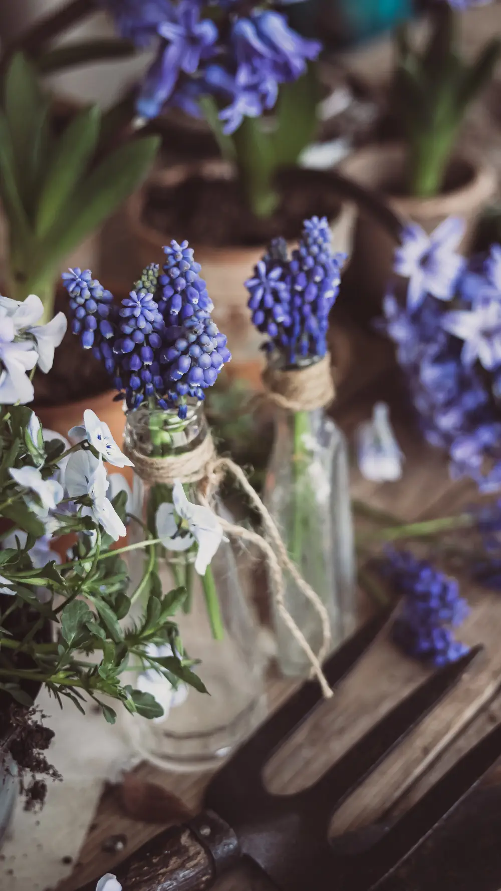 Fleurs