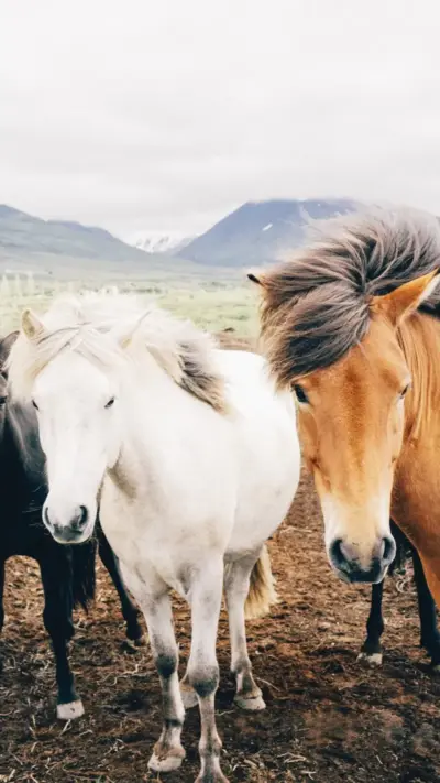 Chevaux