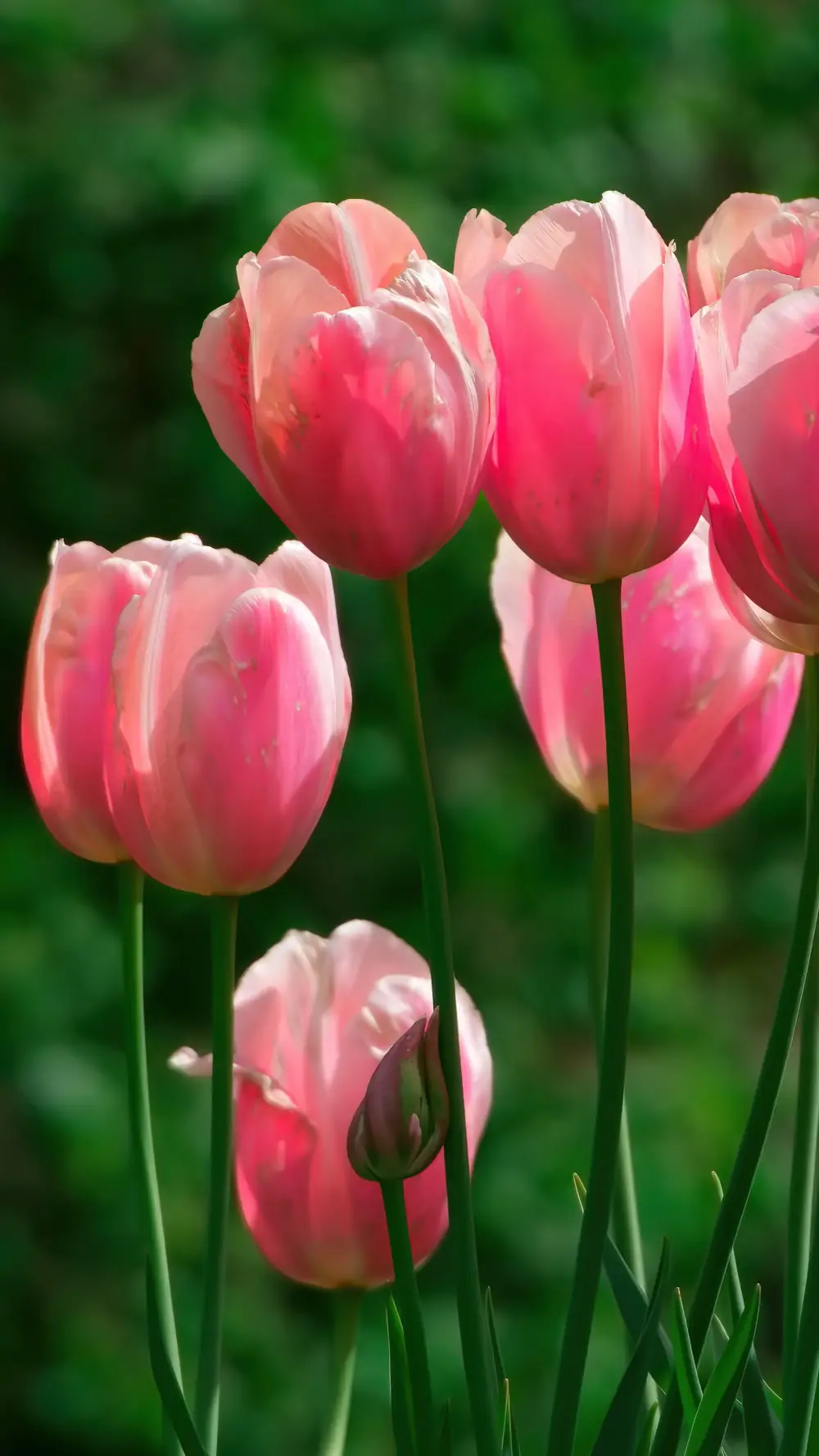 Tulipes