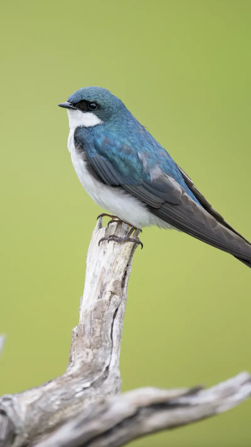 Oiseau