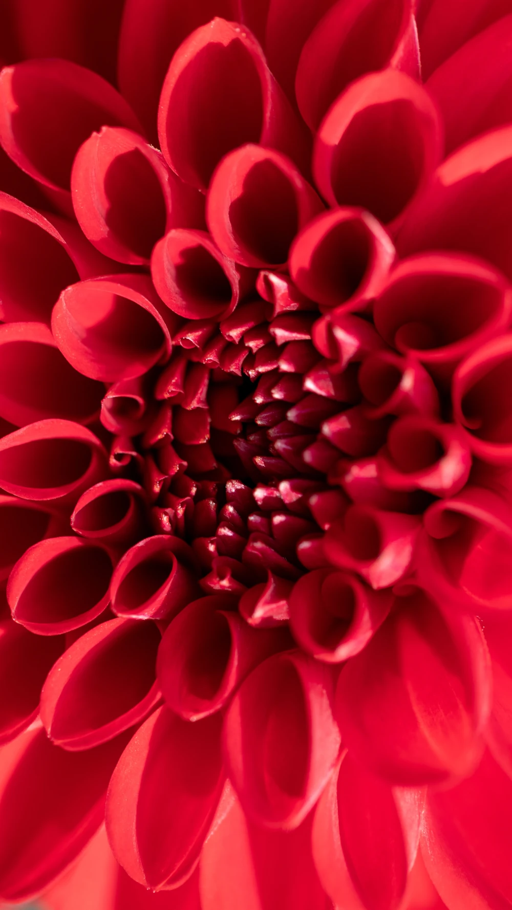 Fleur