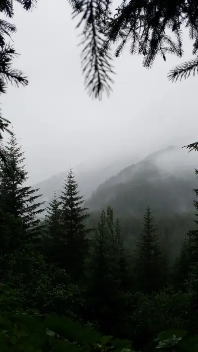 Foret