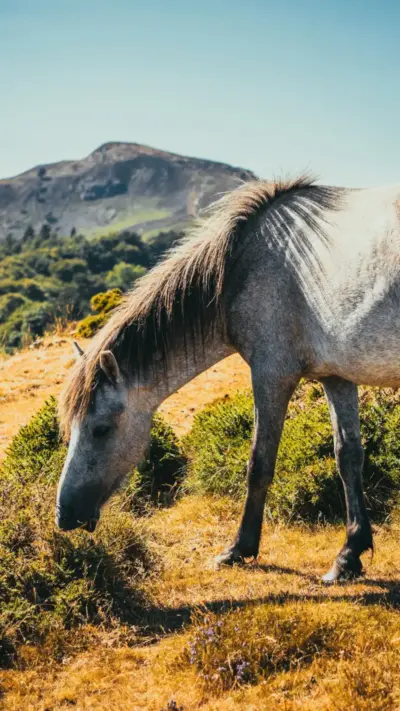 Cheval