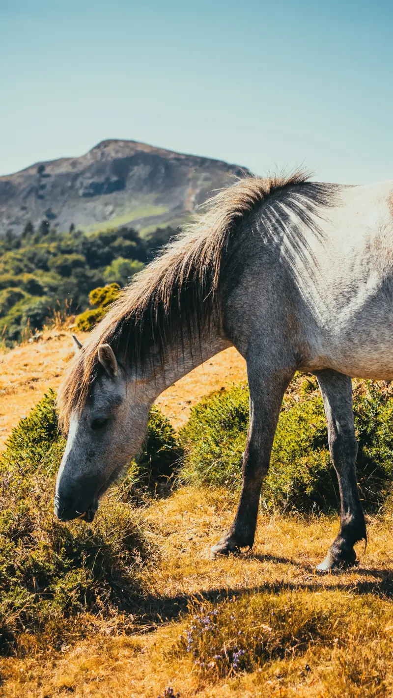 Cheval