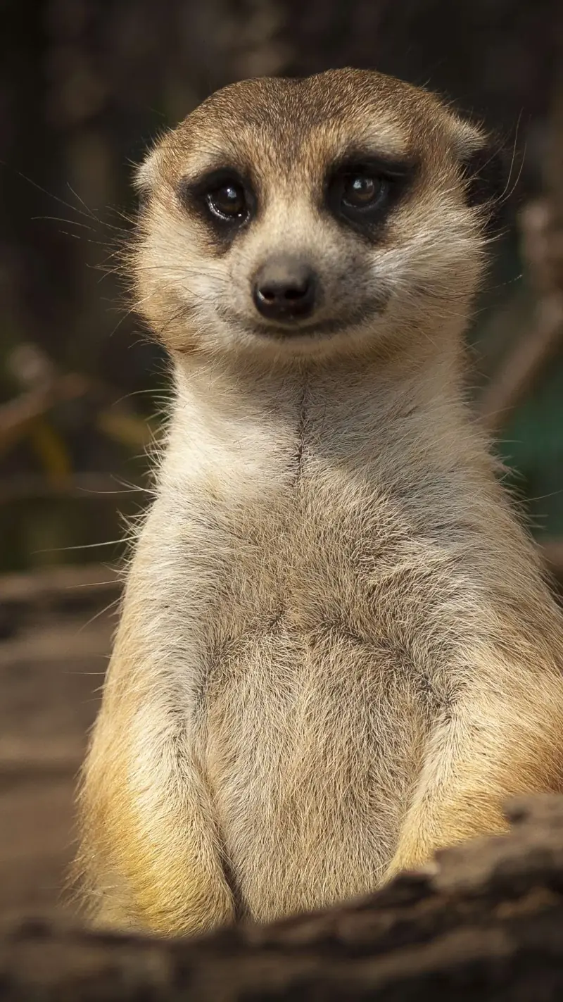 Suricate