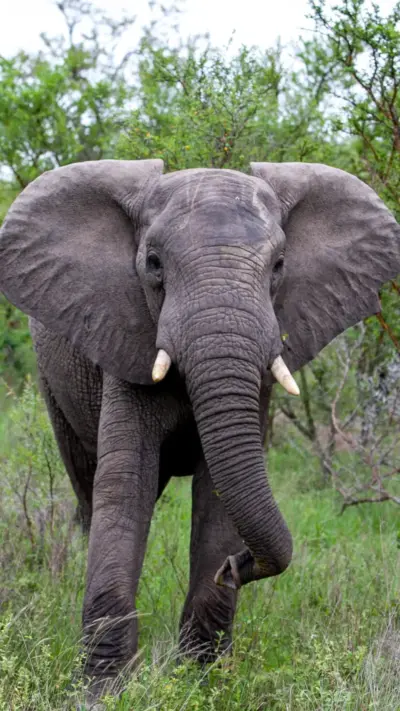 Elephant
