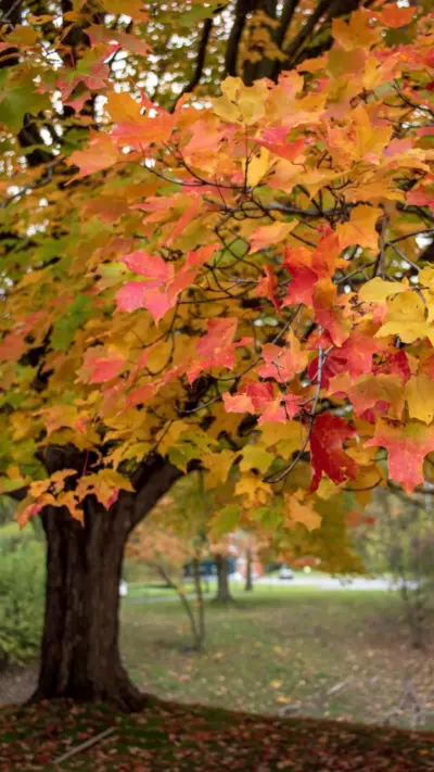Arbres