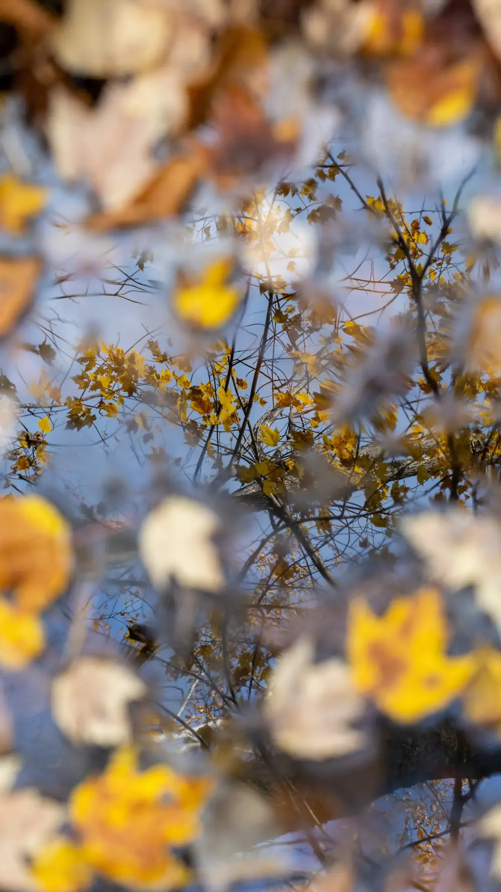 Feuilles