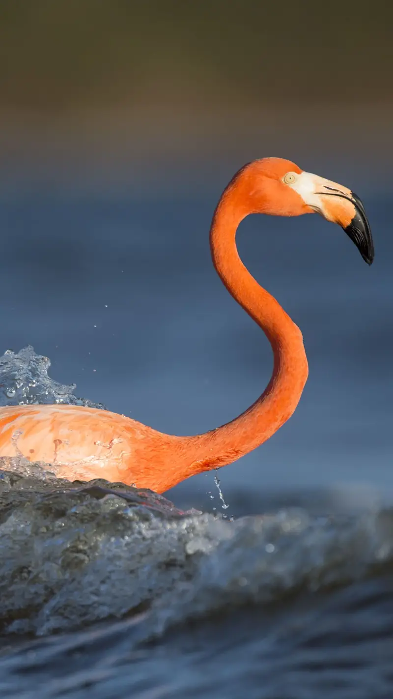 Flamingo