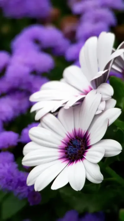 Fleur