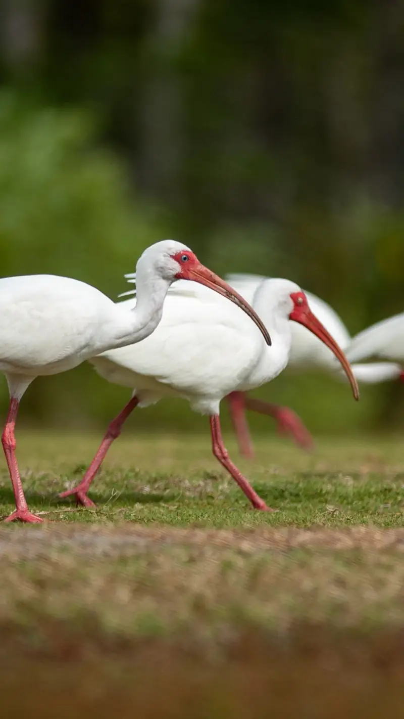 White Ibis