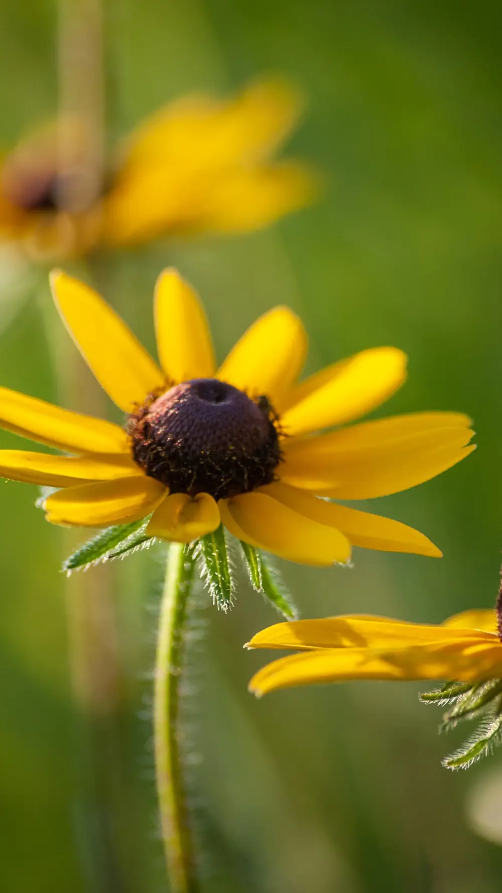 Fleur