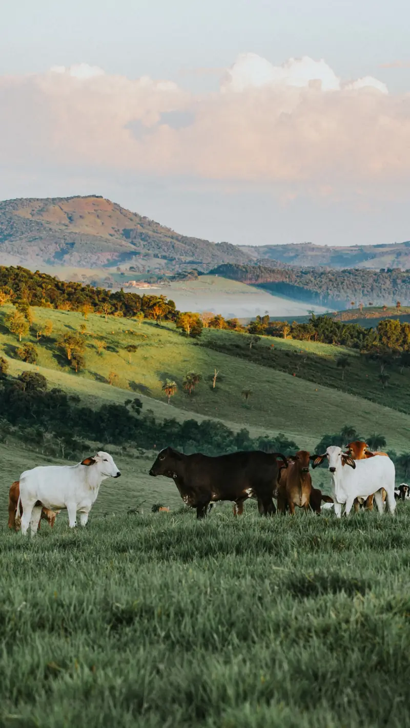 Vaches