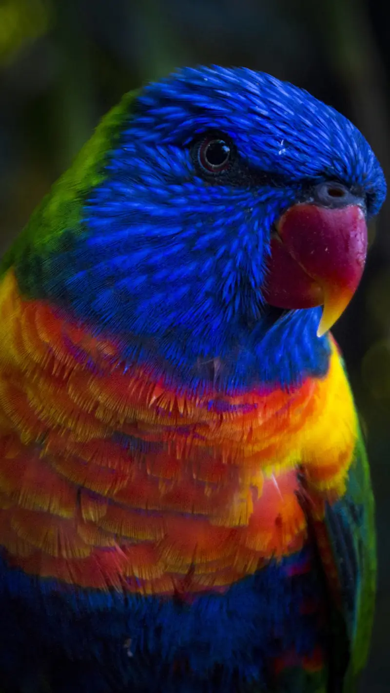 Parrot