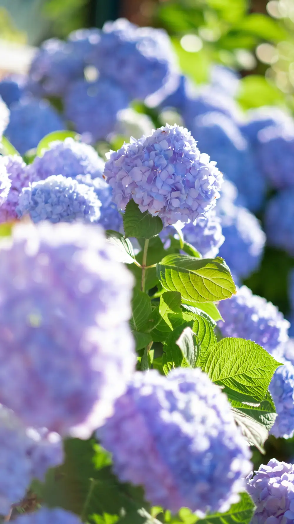 Fleurs