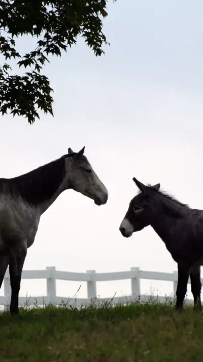 Cheval, Ane